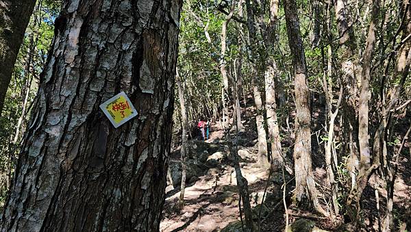 【屋東縱走】屋我尾/東卯山大崩壁-谷關七雄一日2雄挑戰(麗陽