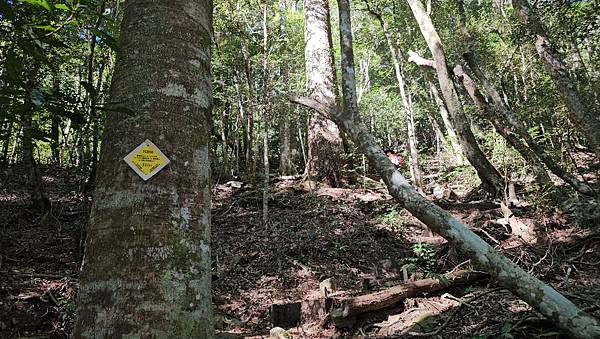 【屋東縱走】屋我尾/東卯山大崩壁-谷關七雄一日2雄挑戰(麗陽