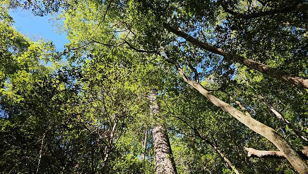 【屋東縱走】屋我尾/東卯山大崩壁-谷關七雄一日2雄挑戰(麗陽