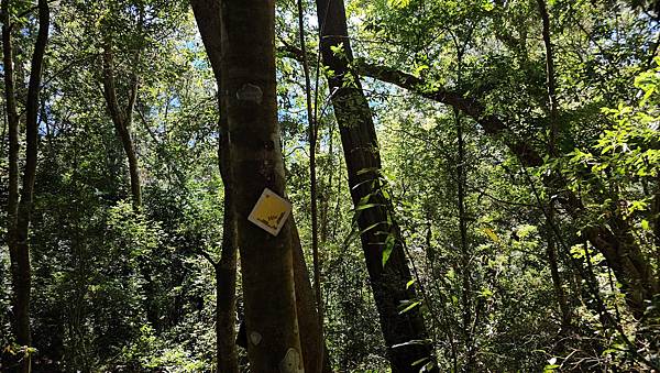 【屋東縱走】屋我尾/東卯山大崩壁-谷關七雄一日2雄挑戰(麗陽