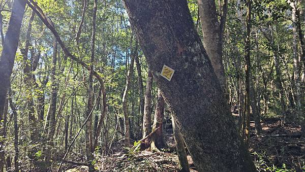 【屋東縱走】屋我尾/東卯山大崩壁-谷關七雄一日2雄挑戰(麗陽