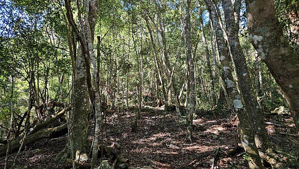 【屋東縱走】屋我尾/東卯山大崩壁-谷關七雄一日2雄挑戰(麗陽