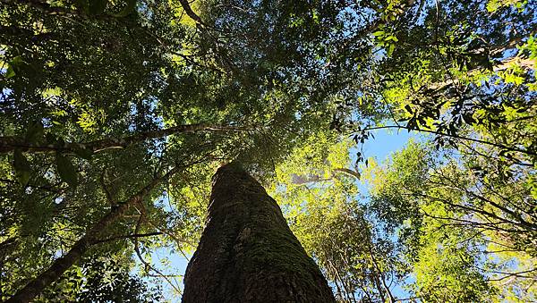 【屋東縱走】屋我尾/東卯山大崩壁-谷關七雄一日2雄挑戰(麗陽