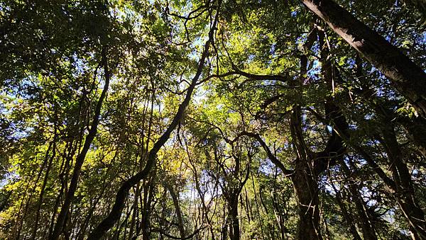 【屋東縱走】屋我尾/東卯山大崩壁-谷關七雄一日2雄挑戰(麗陽