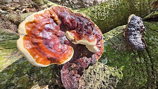 【屋東縱走】屋我尾/東卯山大崩壁-谷關七雄一日2雄挑戰(麗陽