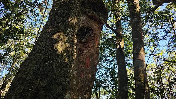 【屋東縱走】屋我尾/東卯山大崩壁-谷關七雄一日2雄挑戰(麗陽