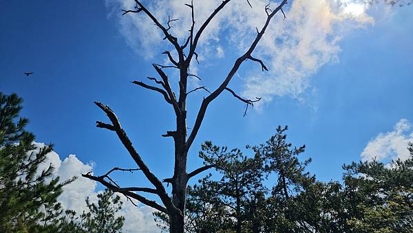 【屋東縱走】屋我尾/東卯山大崩壁-谷關七雄一日2雄挑戰(麗陽