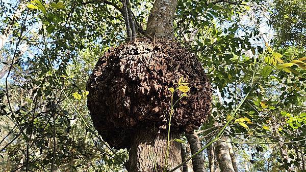 【屋東縱走】屋我尾/東卯山大崩壁-谷關七雄一日2雄挑戰(麗陽
