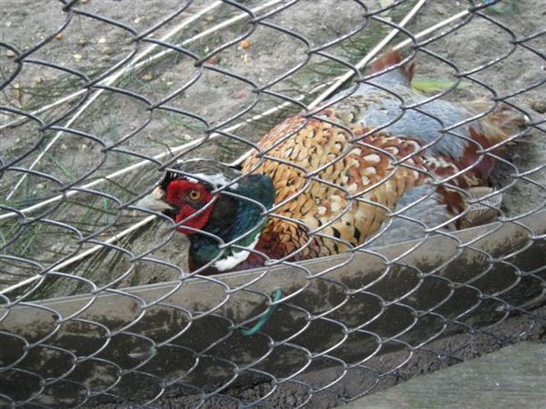 IMG_0213.JPG