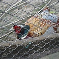 IMG_0213.JPG