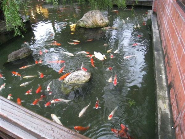 這隻鴨子會搶魚飼料