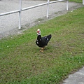 IMG_1075.JPG