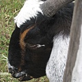 IMG_1145.JPG