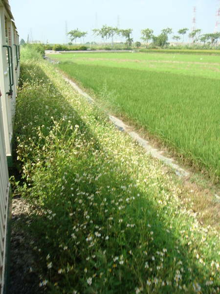 五分車外風景