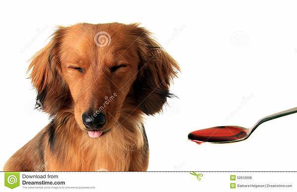 dachshund-puppy-medicine-longhair-frowning-spoon-52612698.jpg