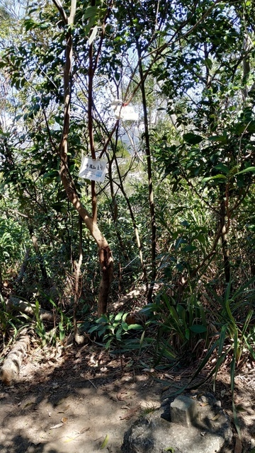 八頭山(丹鳯山主峰)