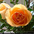 修改圖-rose20111208.jpg