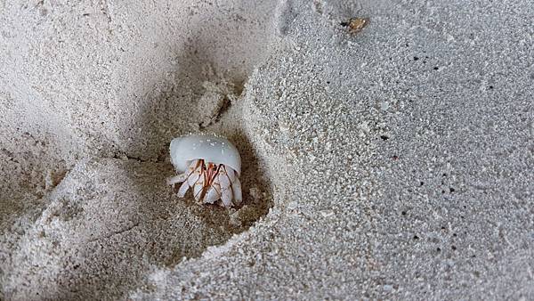 【海外旅遊】蜜月 馬爾地夫 Amilla Fushi Res