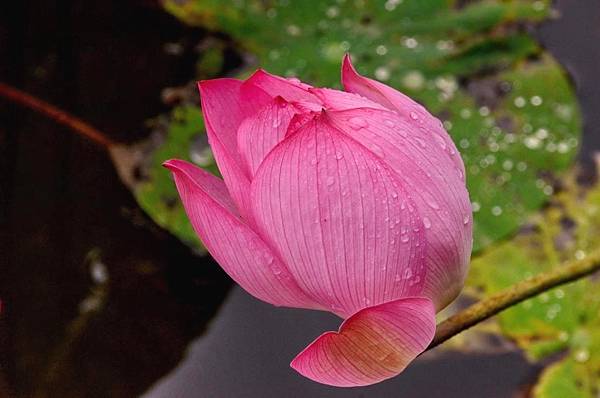 DSC_6594 DSC_6594