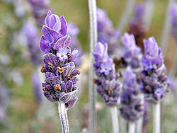 250px-Single_lavendar_flower02