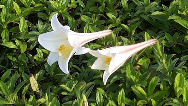 百合 百合