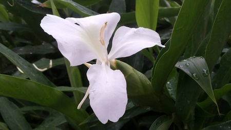 野薑花 野薑花