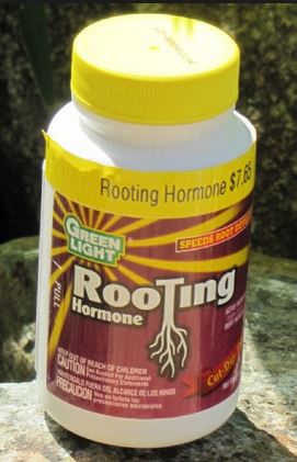 hormone rooting powder.JPG