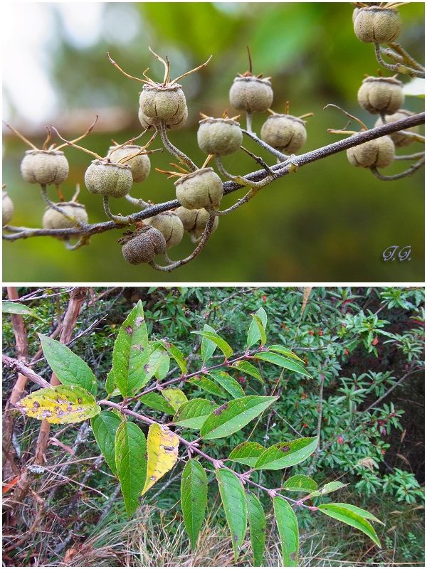 不知名植物.jpg