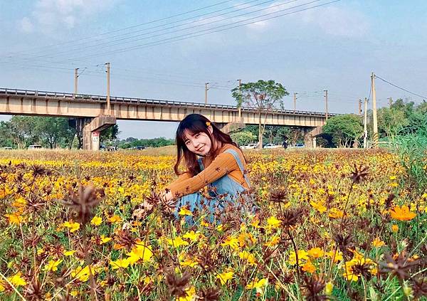 下淡水溪鐵橋 波斯菊花海5.jpg