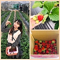 內湖草莓園.jpg