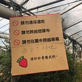 內湖草莓園.jpg