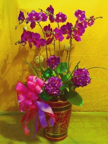 喜慶花禮花謝後續處理方式