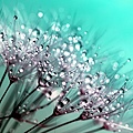 dandelion-445228_1920.jpg