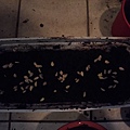 u_20151111_172440.jpg