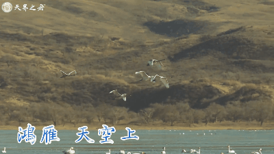 20210420鴻雁.gif