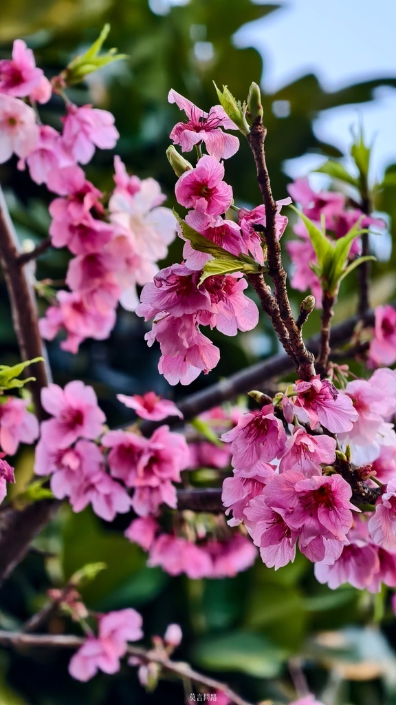 手機屏 汐止康誥坑溪櫻花大道～趕上櫻花季尾聲❀❀❀｜汐止一日遊｜新北賞櫻｜汐止賞櫻｜遠雄廣場｜新北景點 (2).jpg