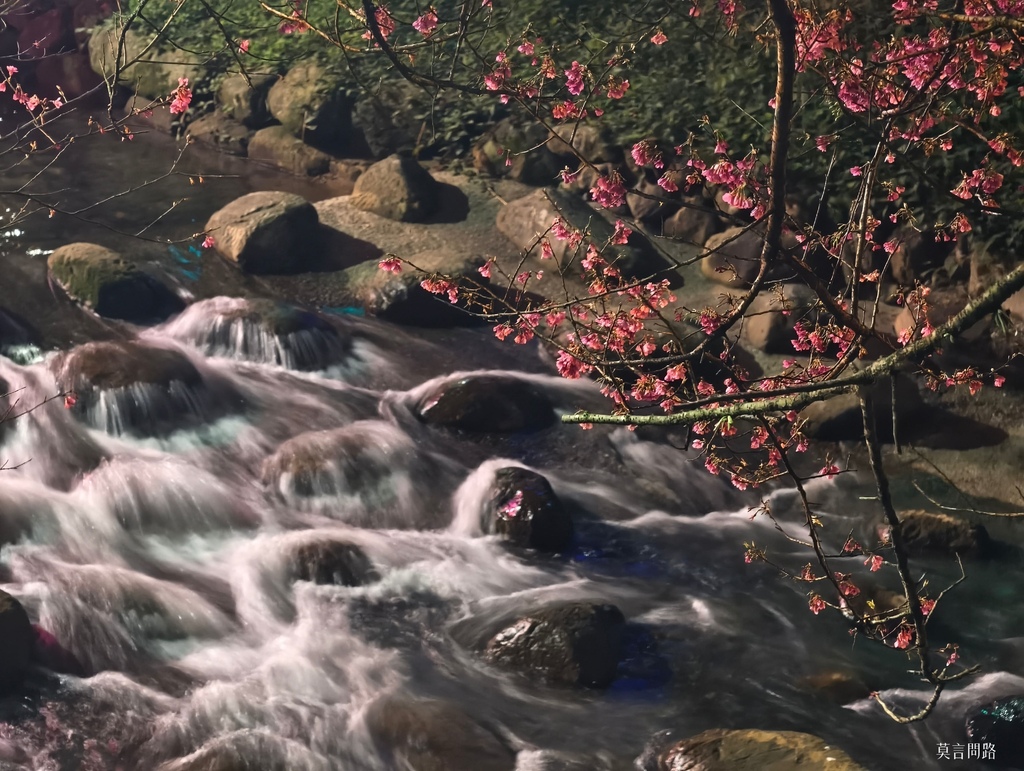 汐止康誥坑溪櫻花大道～趕上櫻花季尾聲❀❀❀｜汐止一日遊｜新北賞櫻｜汐止賞櫻｜遠雄廣場｜新北景點 (20).jpg