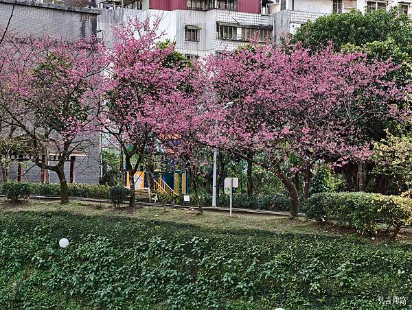 汐止康誥坑溪櫻花大道～趕上櫻花季尾聲❀❀❀｜汐止一日遊｜新北賞櫻｜汐止賞櫻｜遠雄廣場｜新北景點 (49).jpg