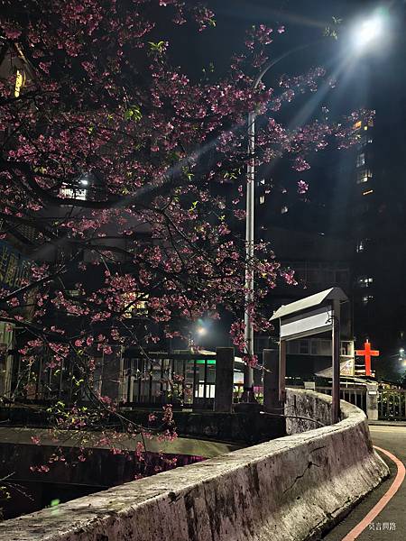 直 汐止康誥坑溪櫻花大道～趕上櫻花季尾聲❀❀❀｜汐止一日遊｜新北賞櫻｜汐止賞櫻｜遠雄廣場｜新北景點 (21).jpg