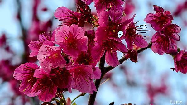 橫屏 汐止康誥坑溪櫻花大道～趕上櫻花季尾聲❀❀❀｜汐止一日遊｜新北賞櫻｜汐止賞櫻｜遠雄廣場｜新北景點 (2).jpg