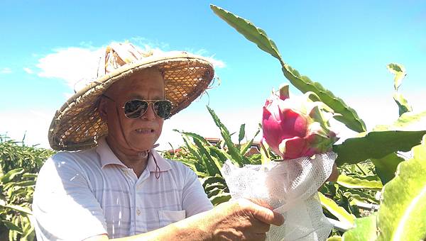 火龍果達人呂世強.jpg 火龍果達人呂世強.jpg