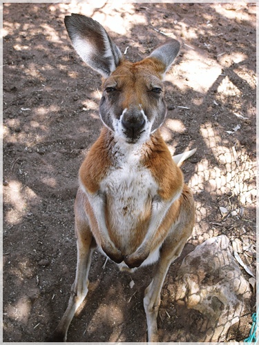 拉屎狗!『第二集』