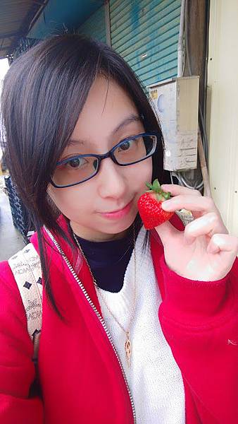苗栗草莓一日遊