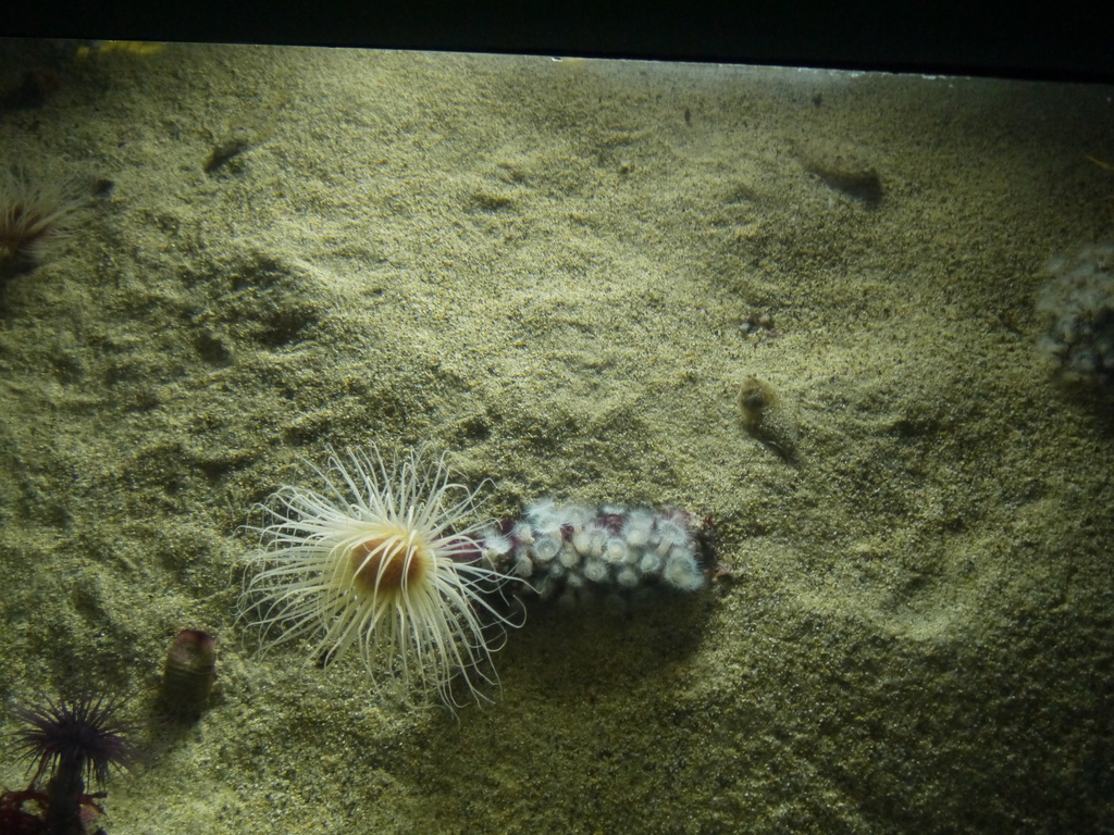 California Academy of Sciences