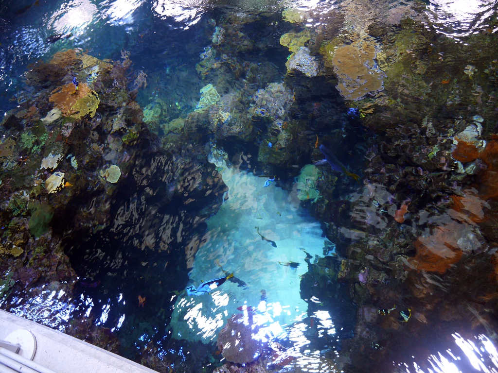 California Academy of Sciences