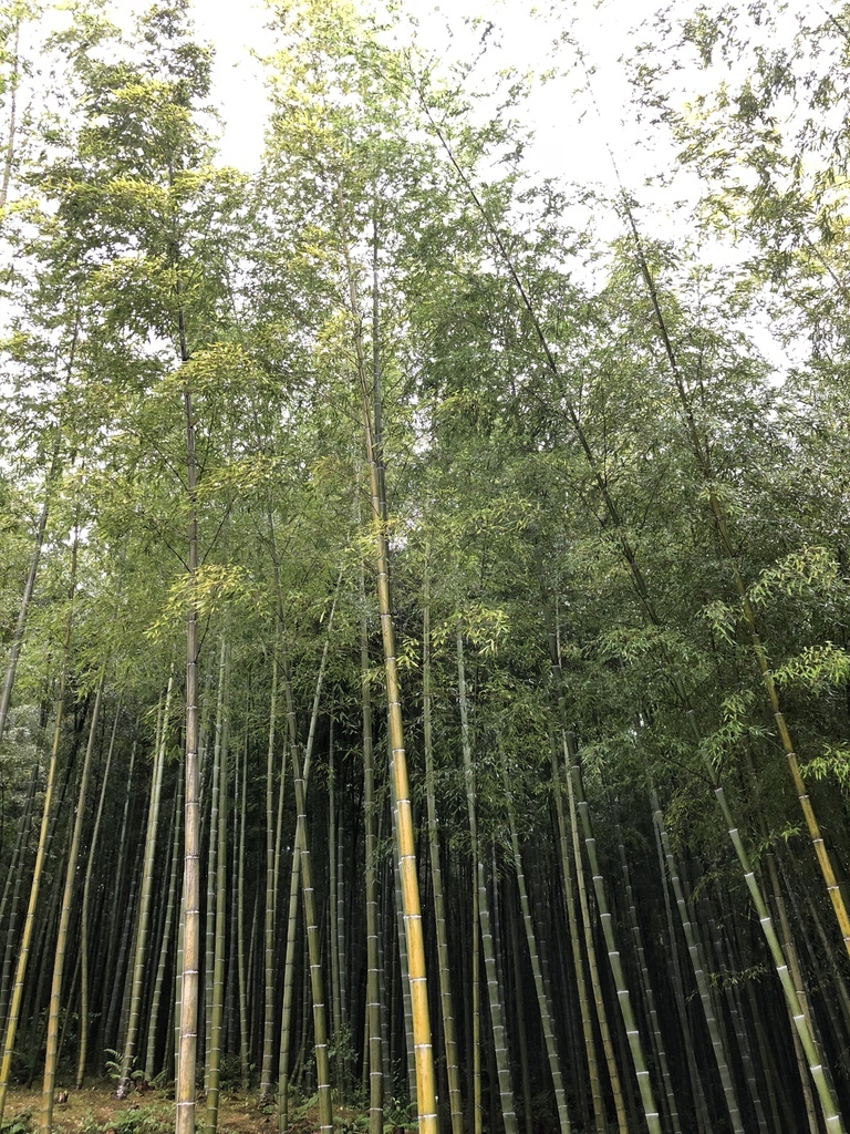 嵯峨野 竹林の道　