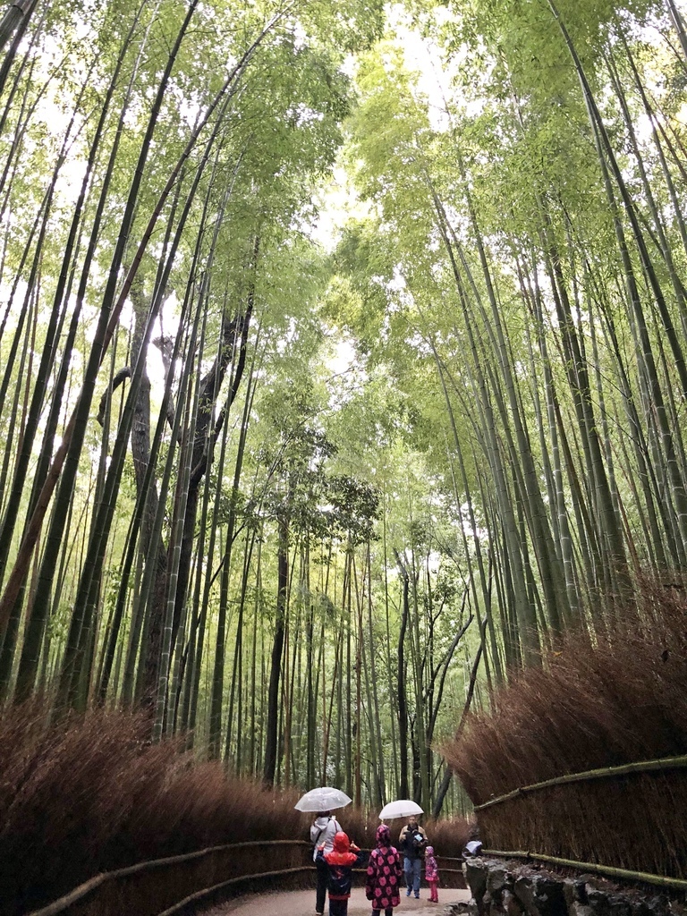 嵯峨野 竹林の道　