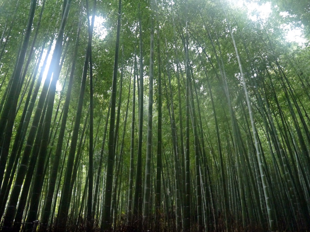 嵯峨野 竹林の道　