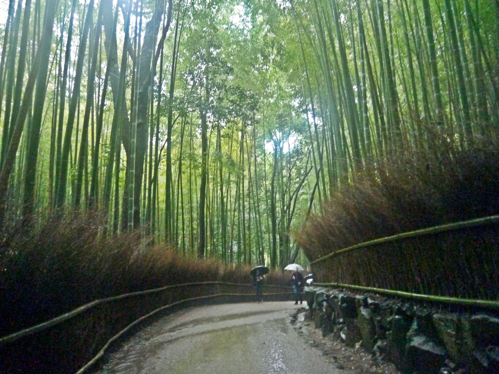 嵯峨野 竹林の道　