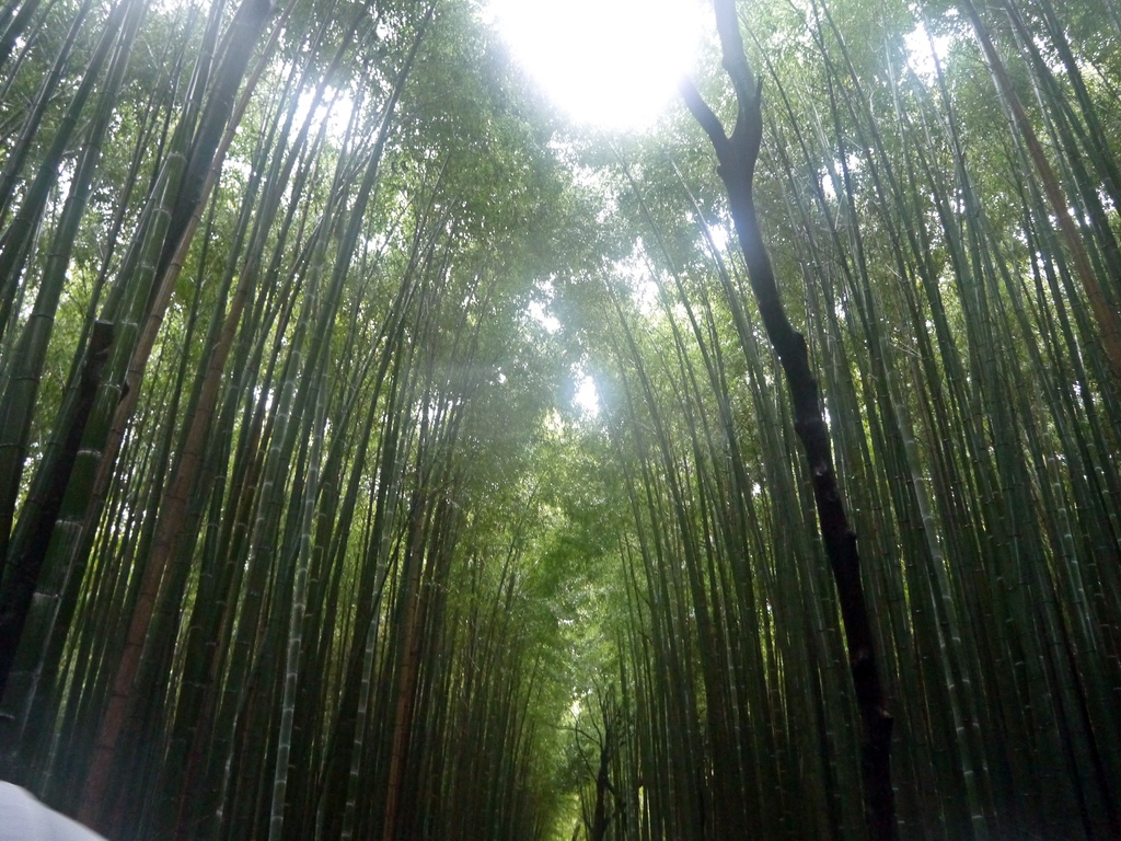 嵯峨野 竹林の道　